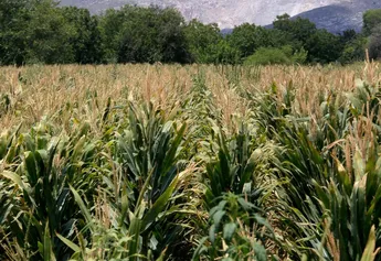 Productores en Durango esperan lluvias para el maíz y frijol