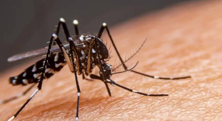 Siguen enfermando personas de dengue