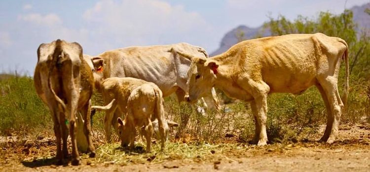 Sequía afecta a los ganaderos
