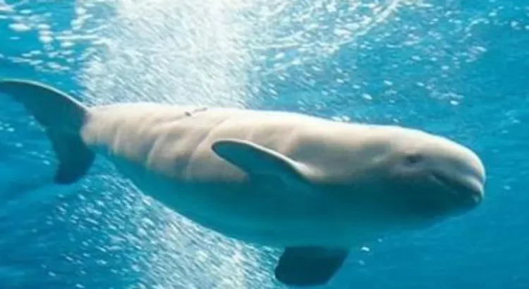 Libra México sanciones por la vaquita marina Libra México sanciones por la vaquita marina