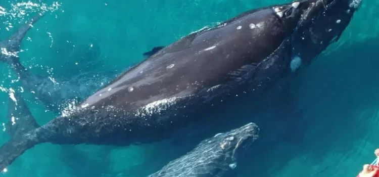 Concluye alerta por muerte masiva de ballenas en México, EU y Canadá