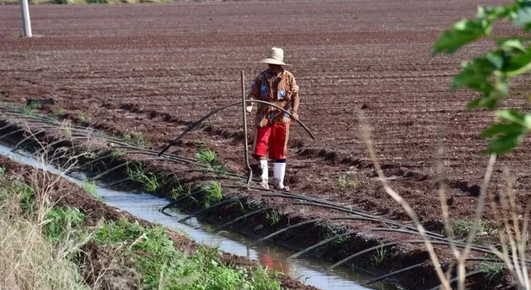 Comienza el Ciclo Agrícola Primavera Verano 2024