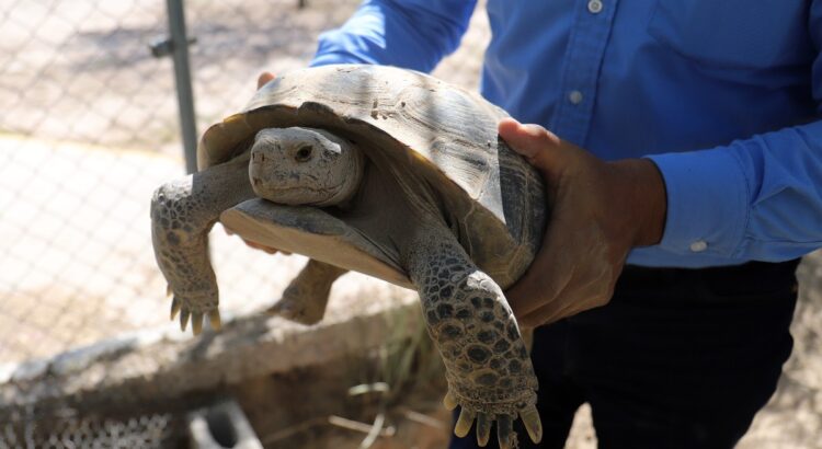 Aprueban proyecto, buscan conservar las especies de tortugas