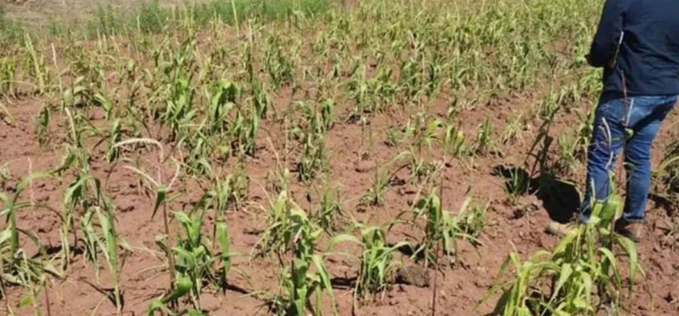 México se seca: la sequía afecta al 85.5% del territorio nacional