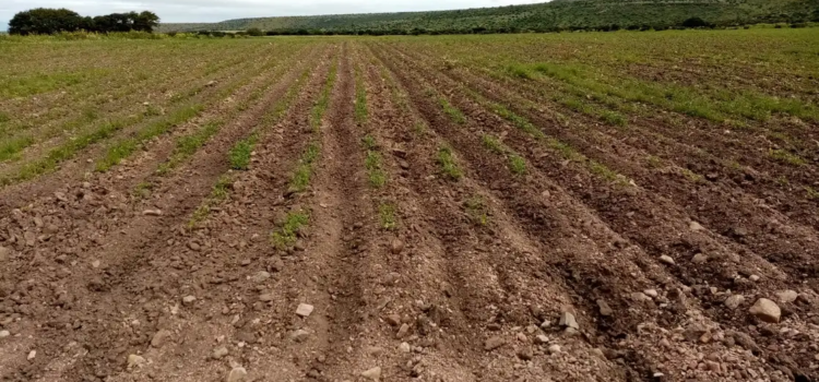 Campesinos esperan buena temporada de lluvias