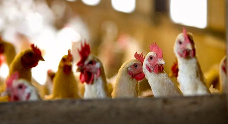 Descartan gripe aviar en La Laguna