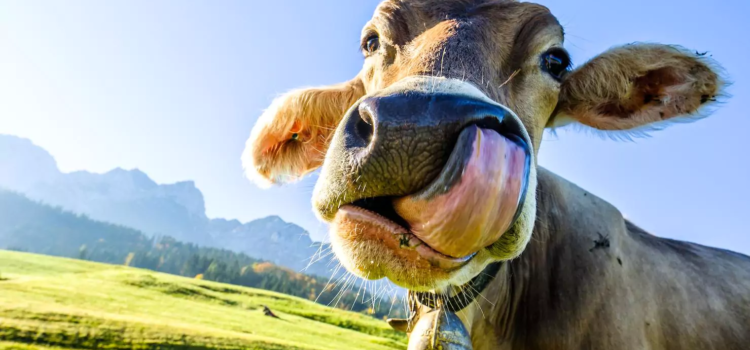 Dinamarca propone un impuesto a las flatulencias de las vacas para combatir el cambio climático Dinamarca propone un impuesto a las flatulencias de las vacas para combatir el cambio climático