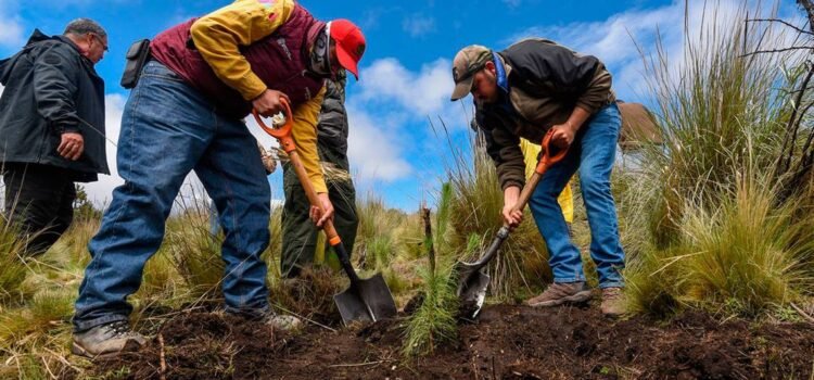 Se reforestan parajes turísticos afectados por incendios