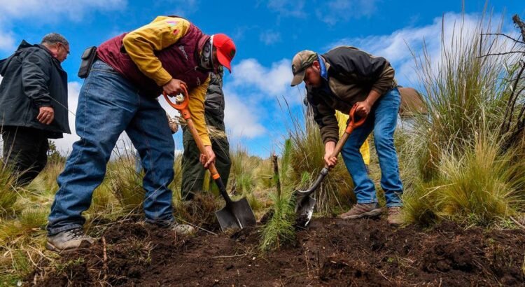 Se reforestan parajes turísticos afectados por incendios Se reforestan parajes turísticos afectados por incendios