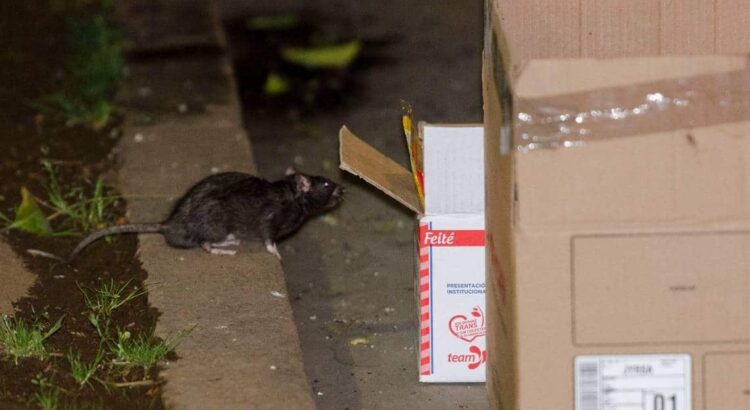 Hay plaga de ratas en el centro Histórico; advierte regidora