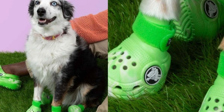 Moda bien perrona: Crocs lanza sandalias para «lomitos»