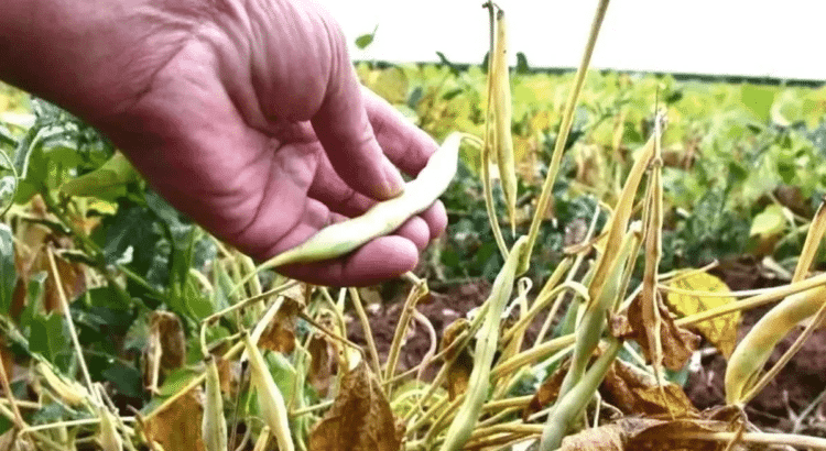 Salvan solo 13% de la cosecha de frijol Salvan solo 13% de la cosecha de frijol
