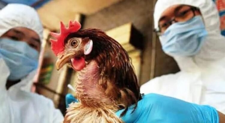 Continúan los cercos epidemiológicos por caso de gripe aviar Continúan los cercos epidemiológicos por caso de gripe aviar