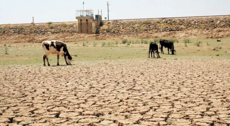 Durango sigue con grave daño de sequía