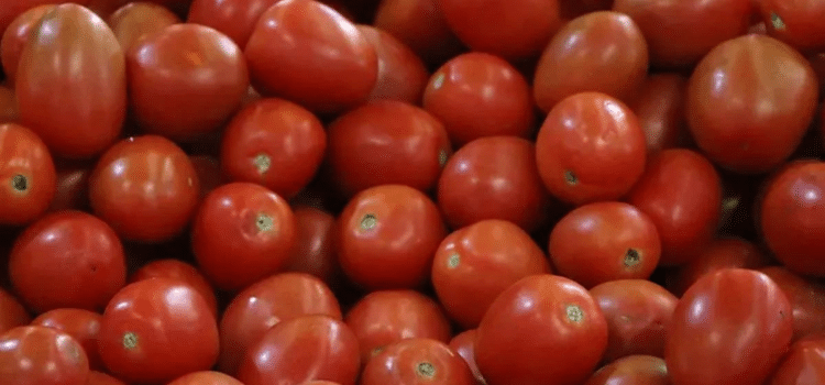 Estados Unidos impone nuevos aranceles al tomate mexicano