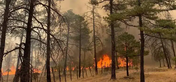 Realizan análisis del Incendio en Tepehuanes y pudo haber sido provocado