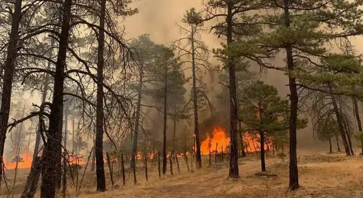 Realizan análisis del Incendio en Tepehuanes y pudo haber sido provocado Realizan análisis del Incendio en Tepehuanes y pudo haber sido provocado