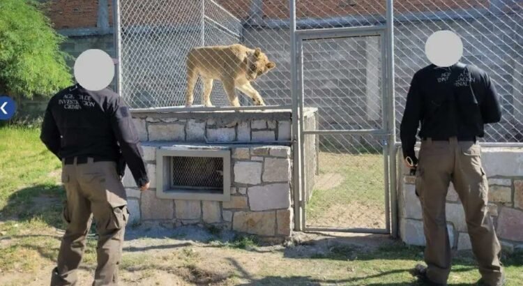 Realizan cateo y aseguran diversas especies animales