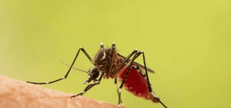Durango podría comenzar con casos de dengue
