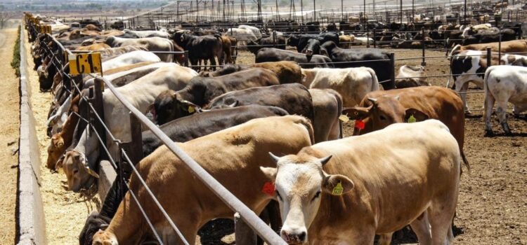 La exportación de ganado podría darse a finales del año La exportación de ganado podría darse a finales del año