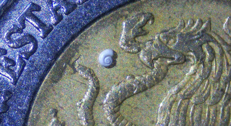 Descubren investigadores de la UJED el caracol de agua dulce más pequeño del mundo