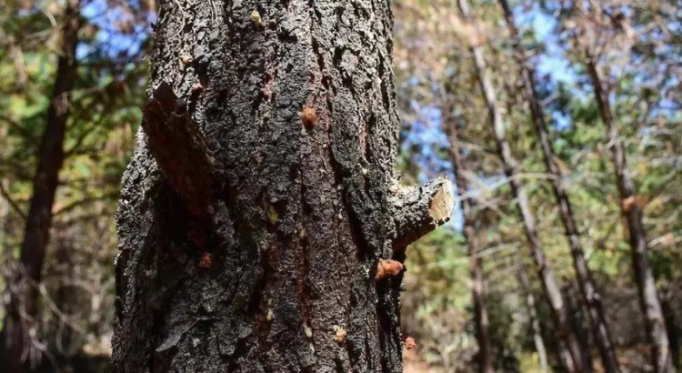 Plagas afectan a bosques duranguenses Plagas afectan a bosques duranguenses