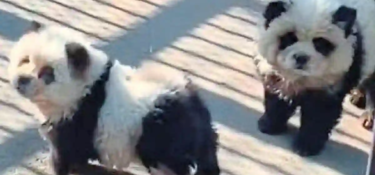 Zoológico da a los visitantes perro por panda