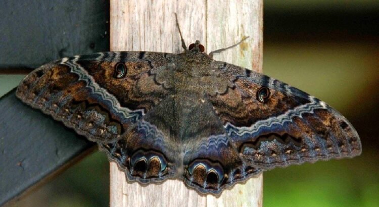 La mariposa negra: entre mito, ciencia y simbolismo La mariposa negra: entre mito, ciencia y simbolismo