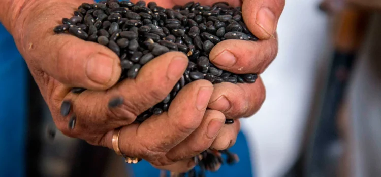 Este viernes se definirá el precio de garantía del frijol en Durango