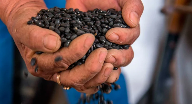 Este viernes se definirá el precio de garantía del frijol en Durango Este viernes se definirá el precio de garantía del frijol en Durango