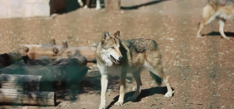 Durango contará con cinco ejemplares de lobo mexicano en el Zoológico Sahuatoba