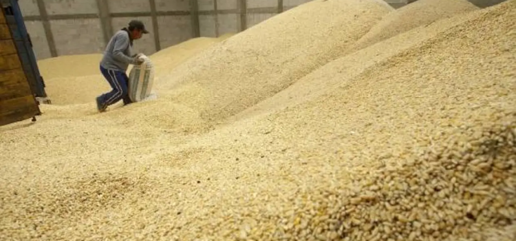 Inicia el acopio de maíz; el costo será de 7, 200 la tonelada Inicia el acopio de maíz; el costo será de 7, 200 la tonelada