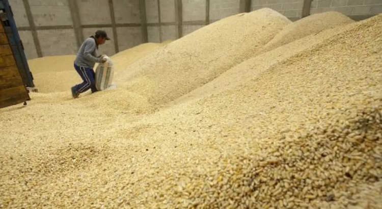 Inicia el acopio de maíz; el costo será de 7, 200 la tonelada Inicia el acopio de maíz; el costo será de 7, 200 la tonelada