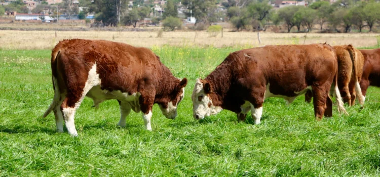 En marzo de 2026 se prevé alcanzar la meta de mil sementales subsidiados en Durango