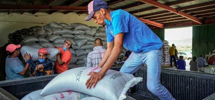 Solicitan los productores a la federación comprar 75 mil toneladas de frijol