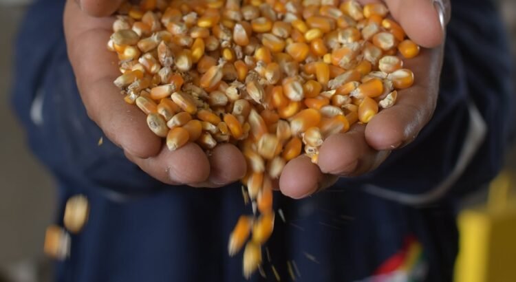 Productores de maíz bloquean oficinas de SADER en Durango ante falta de módulos de acopio