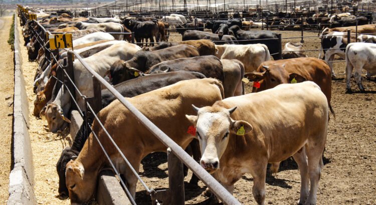 Ganaderos de Durango denuncian falta de cumplimiento sanitario en el sur del país