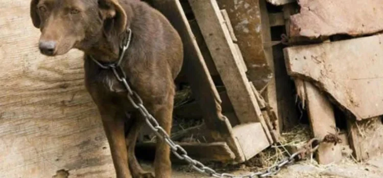 Buscarán endurecer penas y ampliar castigos por maltrato animal en Durango