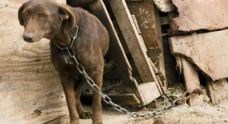 Buscarán endurecer penas y ampliar castigos por maltrato animal en Durango