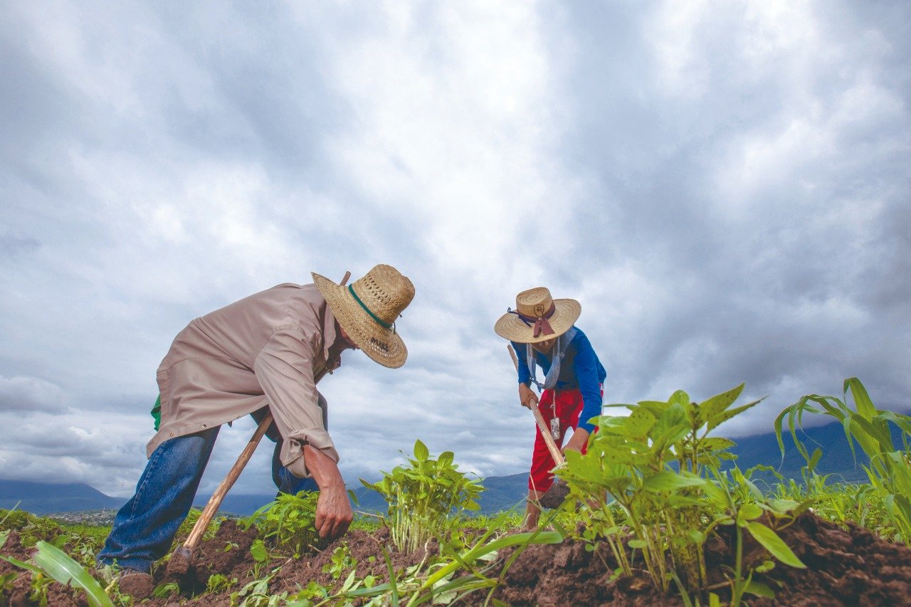 Plan Frijol fortalece al campo y beneficiará a más de 6 mil productores de Durango